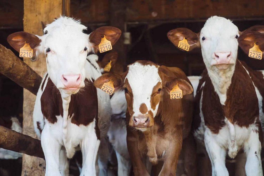 how to Make Money on A Farm cattle
